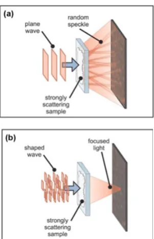 Figure 22.  Design of the experiment. (a) A planewave is focused on a disordered medium, and a speckle pattern is transmitted