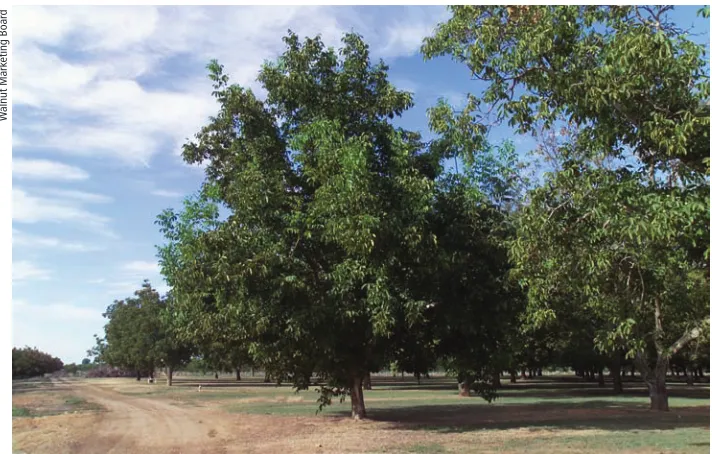 tABle 1. effect of location of ‘Paradox’ walnut seedlings in the nursery on subsequent development of crown gall in an orchard*
