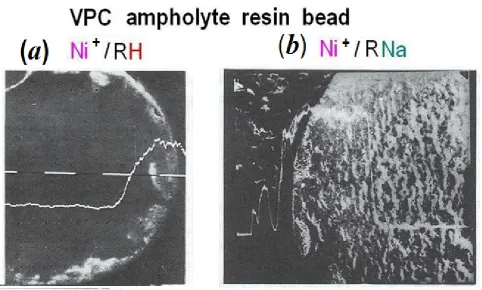 Figure 1(aconcentration waves - profiles for two kinds of the binary IEx: (, b).  Experimental SCM micro-pictures with one component concentration waves inside r-bead of the VPC resin (Russia)