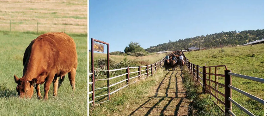 Fig. 2. Cattle preconditioned, implanted  or weaned over 30 days as a percentage  of total sales.