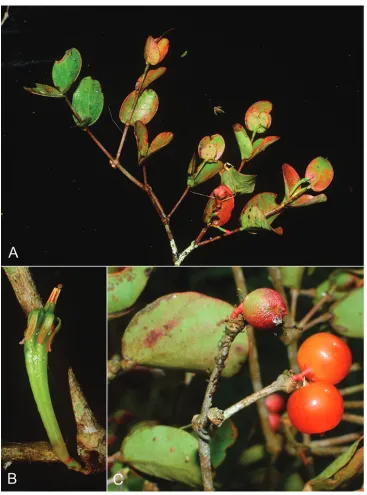 Figure 2. Macrosolen bidoupensis Tagane & V.S.Dang. A Branch with flower buds B Flower C Fruits