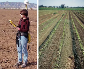 Fig. 3. Seedling counts from 1999 weed surveys. The total sampled area was  