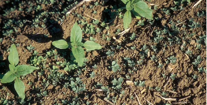 Fig. 5. Weed cover at 2, 4 and 6 weeks after variable-rate application, averaged over the three herbicide rates