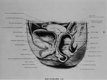 Fig 1-0rawing of sagittal section through the embalmed cadaver showing the axis of the vagina to be in an almost vertical position