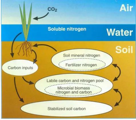 Fig. 2. (N) Impact of burning and straw incorporation on grain yield as affected by nitrogen fertilizer application in 1999