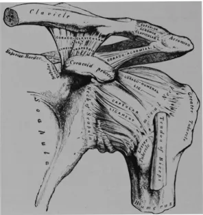 Fig 2-Detail of clavicle. (Note strong reinforcing ligaments of the acromioclavicular joint.) 