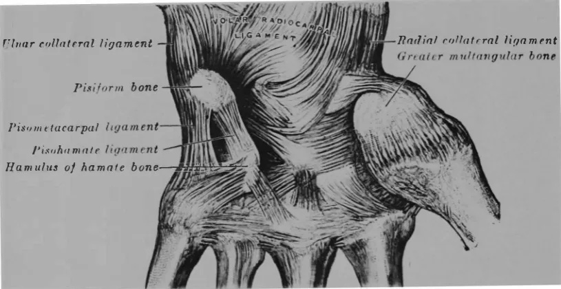 Fig 5-Detail of ligamentous structure of the wrist. 