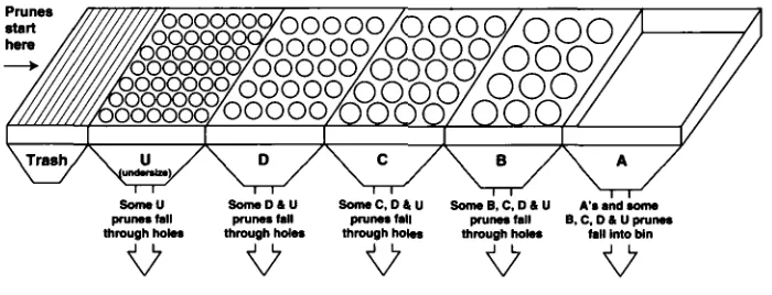 Fig. 1. Dried Fruit Association prune grading system. 