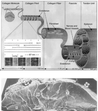 Figure 2.4 Structural hierarchy of ligaments and tendons. A, Collagen molecules form a collagen fibril