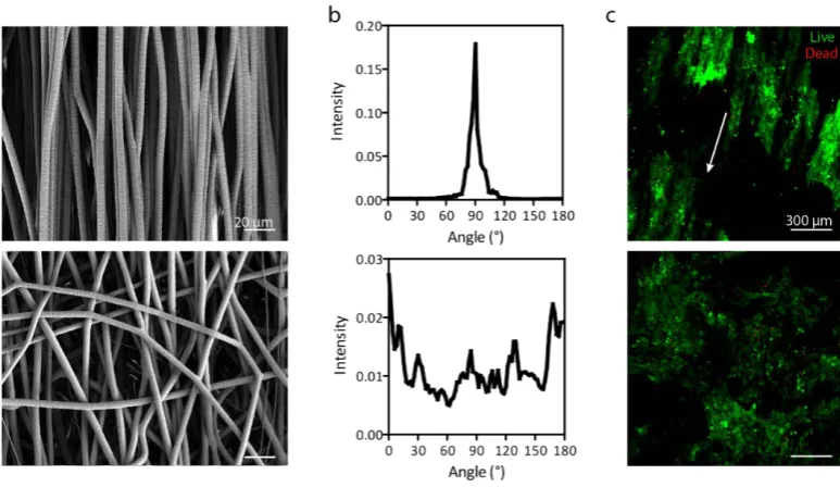 Figure 3bars, 300 µmmicrographs (SEM) of aligned and randomly-aligned microfibers. Scale bars, 20 aligned microfibres was demonstrated with live/dead staining (green: ‘live’, red: ‘dead’