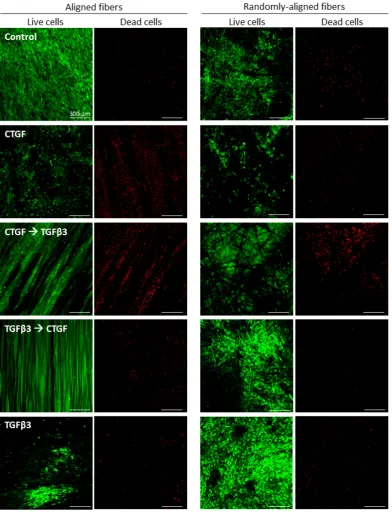 Figure 3.2 Live-dead staining at day 20. Viability of MSCs seeded on aligned (left) and randomly-aligned fibres (right) was demonstrated with live-dead staining (green: ‘live’, red: ‘dead’)
