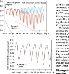 Fig. 1. Trunk diameter fluctuations during deficit irrigation, July 10-30 and after 