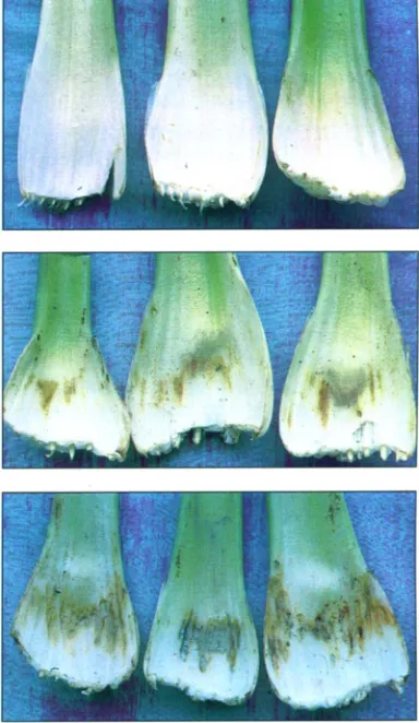TABLE 1. Effects of a nine-chemical tank mix on celery petiole lesion (CPL) incidence in the 1995 
