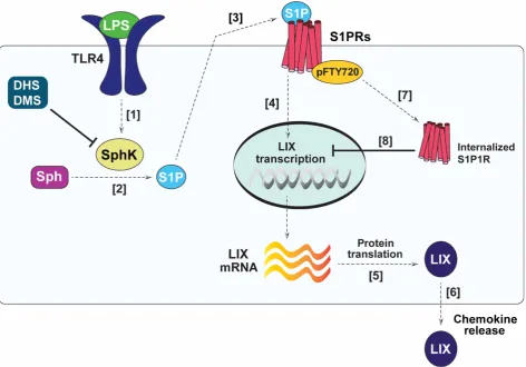 Fig. 5 Mechanistic diagram describing the effects of pFTY720 onand [3] subsequent activation of S1P receptors (S1PRs)