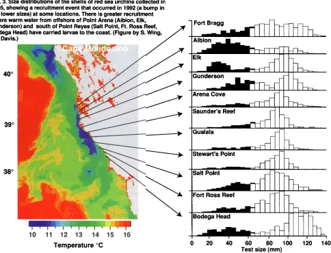 Fig. 3. Size distributions of the shells of red sea urchins collected in 1995, showing a recruitment event that occurred in 1992 (a bump in 