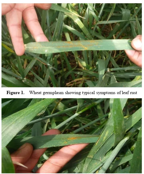 Figure 1.  Wheat germplasm showing typical symptoms of leaf rust 
