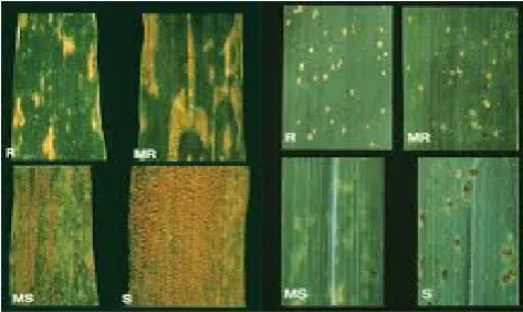 Figure 8.  Different leaves which shows different response according to cob’s scale method 