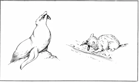 Fig. 4-A terrestial and an aquatic carnivore, both fish lovers. The cat can profitably drink sea water
