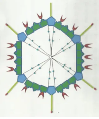 Figure 1.  Adenovirus structure. 