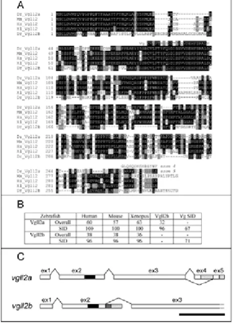 Figure 1.  Characterisation of zebrafish Vgll2 and vgll2 genes organisation. 