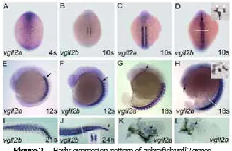 Figure 2.  Early expression pattern of zebrafishvgll2 genes. 