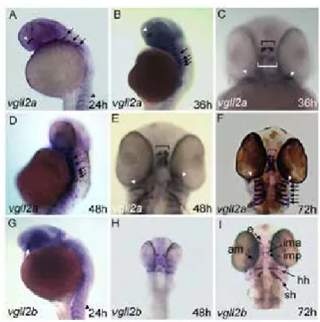 Figure 3.  Expression pattern of zebrafishvgll2 genes in the head. 