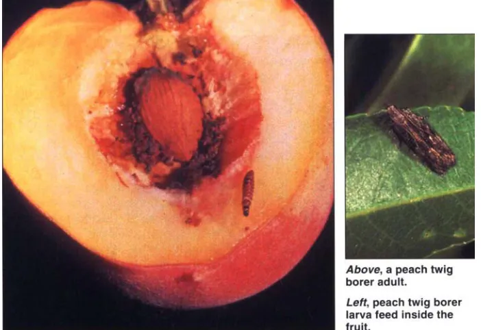 Fig. 3. Effects of nitrogen (N) fertilization treatments and spore concentration of 