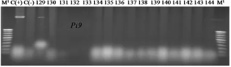 Figure 3.  Selection of primer for annealing temperature was 70RM7102 where annealing temperature was 65Pita 2