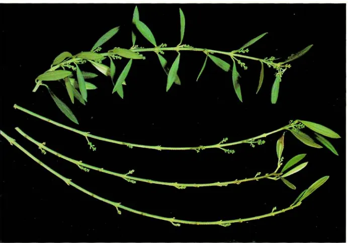 Fig. 13. Olive knot developing internally on a freeze-damaged branch. Eventually the pus- tule-like centers of cell growth will split the bark open