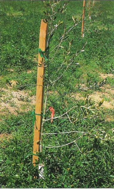TABLE 9. Freeze damage symptoms reported on grower questionnaire 