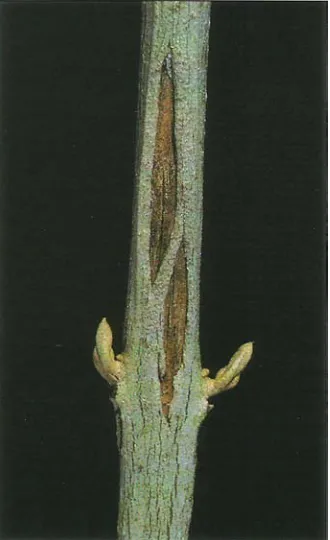 Fig. 9. Cross-section of a healed-over bark split on ‘Manzanillo.’ Notice the 