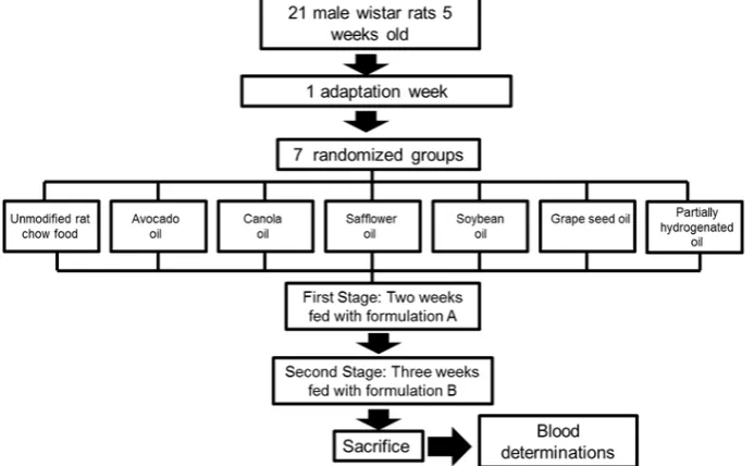Figure 1.  Experimental design. First Stage: formulation A) 5.7g/100g of added oil (14.4% of energy intake derived from each oil)