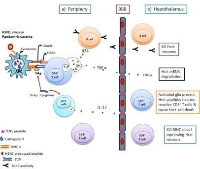 Figure 1.  Autoimmune mediated destruction of hypocretin cell in narcolepsy 