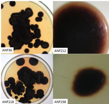 Figure 1.  Methyl orange dye decolorization plate assay: Clear zone of decolorization around fungal colony  