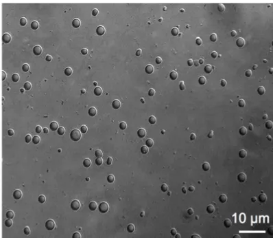 Figure 2. Image obtained by phase-contrast on con-focal microscopy of PLGA microparticles (scale 10 µm).