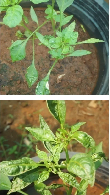 Figure 2.  Effect of SA (T1), AA (T2), JA (T3), Ethanol 95% (T4) ,H(T5), Distilled water (T6) and control (C) in viral disease incidence in 2O2 terms of % leaves infected on chilli plants