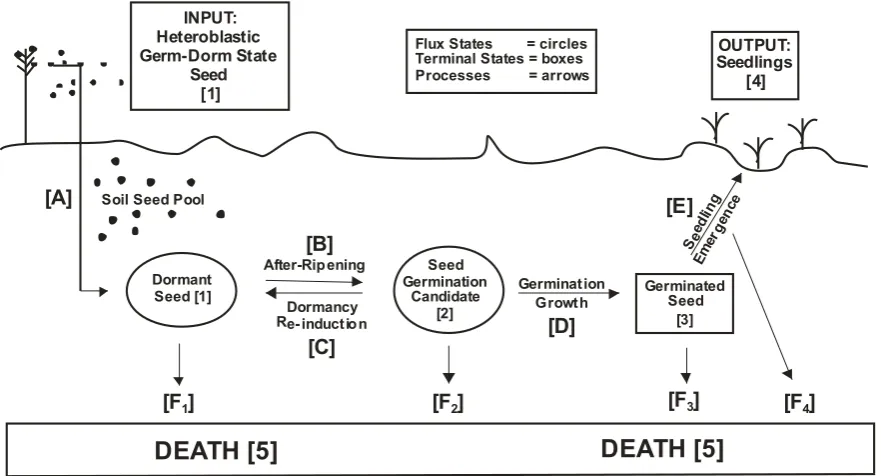 Figure 2.  Schematic diagram of weedy dormancy in germination candidates (DORM RE-INDUCT), [D] germination growth (GROW), [E] seedling emergence (EMERGE), and [F: FSetaria sp