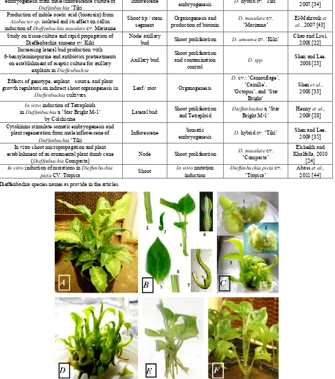 Figure 1.  General scheme for micropropagation protocols of Dieffenbachia. Determination the aim of micropropagation verifies the appropriate weeks either in vitro (½ MS±IBA/NAA) or ex vitro that micro-cuttings transferred directly to soil or soil-less med