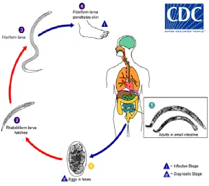 Gambar 10.Siklus Hidup  Cacing Kait(CDC, 2019).  