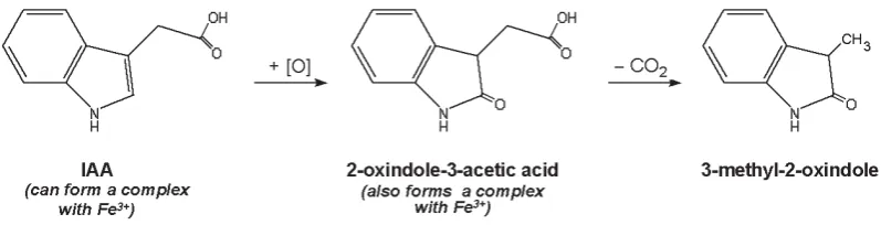 Fig. 3. Scheme and some products of chemical oxidation of indole-3-acetic acid in aqueous solution under aerobic conditions in the presence of iron(III).