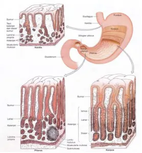 Gambar 2. Histologi Gaster (Mescher, 2016) 