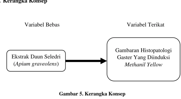 Gambar 5. Kerangka Konsep 