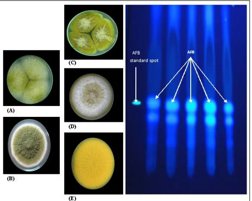 Fig 1. A. flavus strain by « Single Spore » method:  A: G25N at 25°C; B: MEA medium at 25°C ; C : CYA medium at 37°C; D : AFAP medium at 25°C ; E: AFAP revers strain and TLC of aflatoxinogenic test