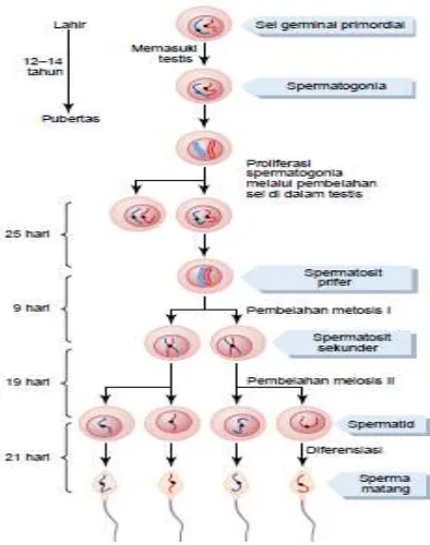 Gambar 5. Spermatogenesis (Guyton, 2014) 
