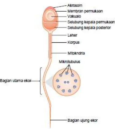 Gambar 6. Struktur Spermatozoa (Guyton, 2014) 