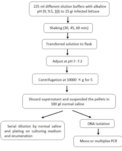 fig. 1. Flow chart of elution method