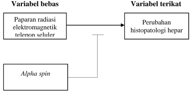 Gambar 11. Kerangka konsep