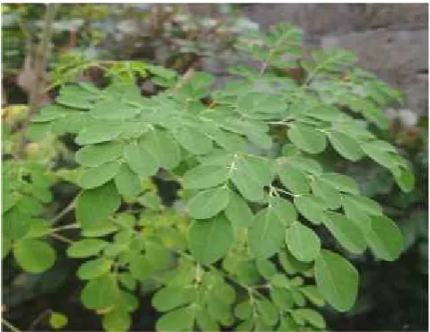 Gambar 3. Daun Moringa oleifera
