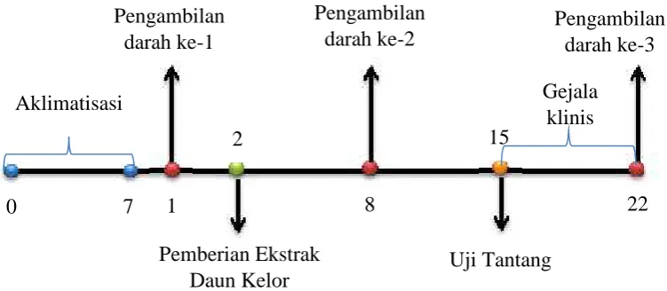 Gambar 5. Alur Perlakuan