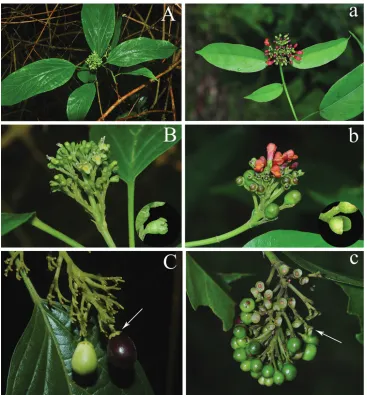 Figure 2. Morphological comparison between Premna bhamoensis (A–C) and P. menglaensis (a–c)
